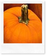 thumbnailCAS4CNSZpumpkin